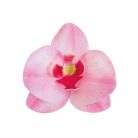 Ostyavirág orchidea rózsaszín 