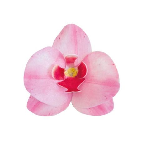 Ostyavirág orchidea rózsaszín 