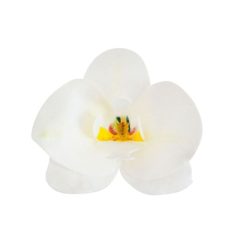 Ostyavirág orchidea fehér