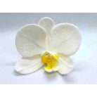 Lepkeorchidea fehér