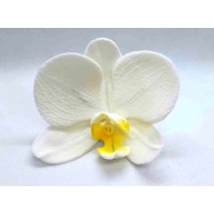 Lepkeorchidea fehér