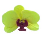 Lepkeorchidea sárga