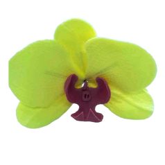 Lepkeorchidea sárga